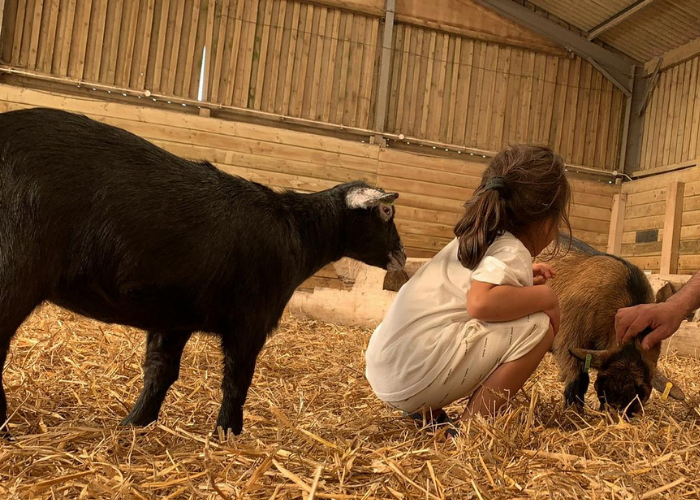 Shania's daughter is petting the goats at the farm. Her back is to the camera and she is crouched down amongst the straw on the floor. A fatherly arm is also outstretched on the edge of the image, joining in the fun.