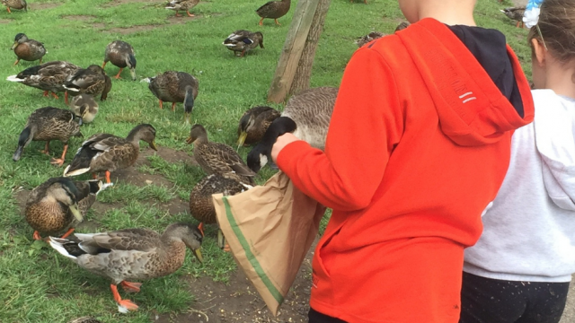 A young boy and girl feed the ducks at a grassy park. There are lots of ducks on the ground around them, and the boy wearing a red hoodie, is holding a brown paper bag which is full of the duck feed. 